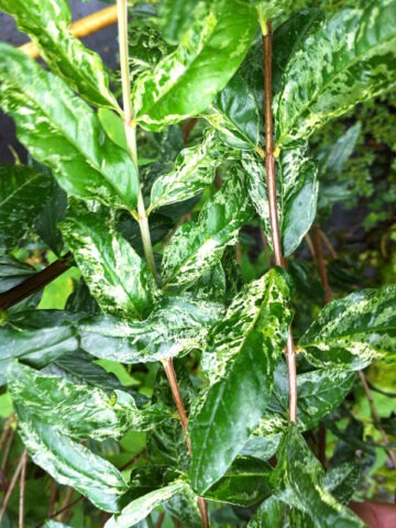 Lg. Variegated Leaf Pomegranate Tree (punica granatum v) - Image 4