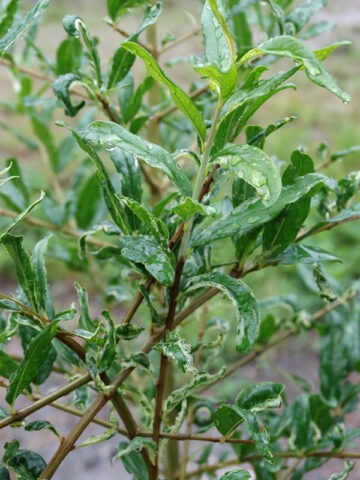 Lg. Variegated Leaf Pomegranate Tree (punica granatum v) - Image 3
