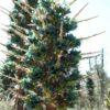 Lg. Sapphire Tower Super Teal Plant (bromeliad puya alpestris)