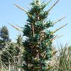Sapphire Tower Super Teal Plant (bromeliad puya alpestris)