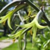 Cold Hardy Mounding Yellow Trumpet Plant (bromeliad puya mirabilis)