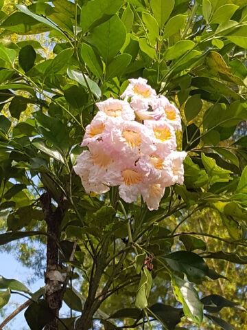 Lg. Dwarf Jasmine Tree Peep Thong (radermachera kunming)