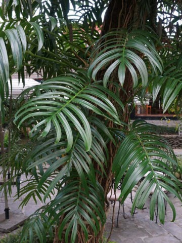 Alternative view of Lg. Mature Rhaphidophora Decursiva Plant