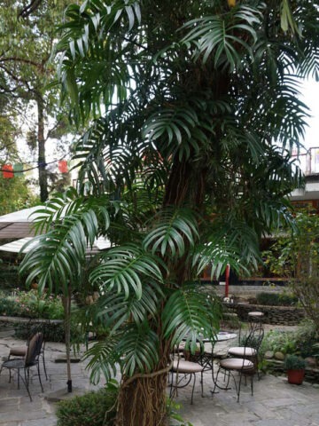 Lg. Mature Rhaphidophora Decursiva Plant