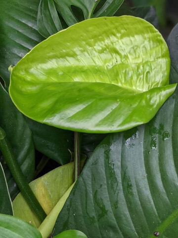 Alternative view of Lg. Rhaphidophora Foraminifera Plant