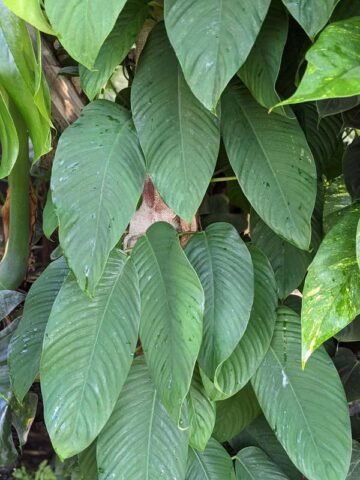 Alternative view of Lg. Rhaphidophora Hookeri Plant