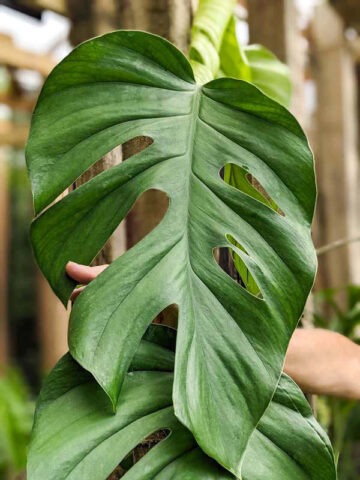 Alternative view of Lg. Beautiful Rhaphidophora Pertusa Plant