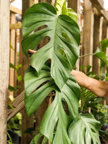 Lg. Beautiful Rhaphidophora Pertusa Plant