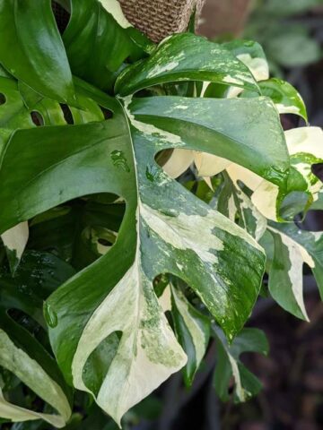 Alternative view of Rhaphidophora Tetrasperma Albo Variegata Plant