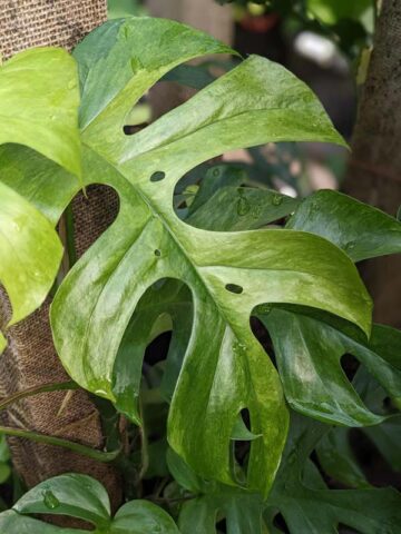 Rhaphidophora Tetrasperma Variegated Mint Plant