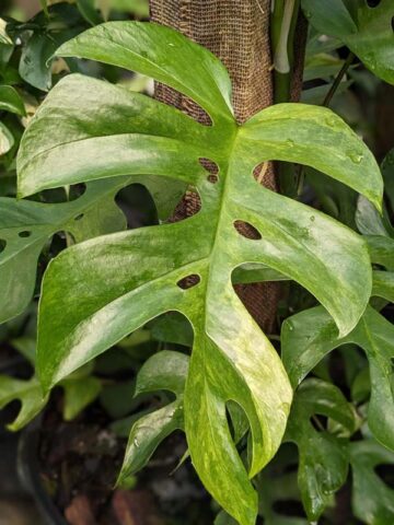 Alternative view of Rhaphidophora Tetrasperma Variegated Mint Plant