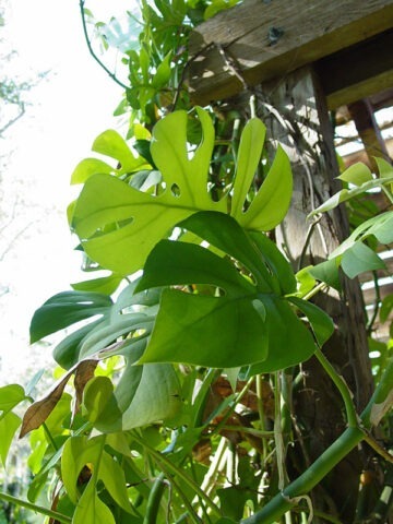 Alternative view of Rhaphidophora Tetrasperma Mini Monstera Plant