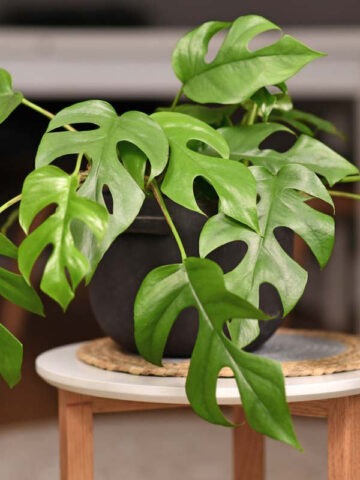 Rhaphidophora Tetrasperma Mini Monstera Plant