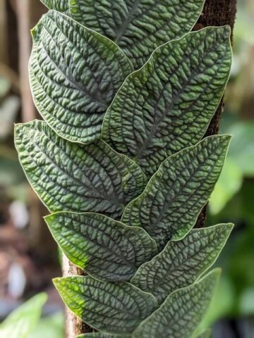 Alternative view of Lg. Rhaphidophora Tenuis Silver Plant