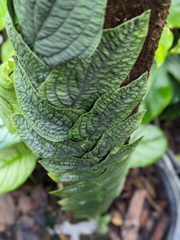 Lg. Rhaphidophora Tenuis Silver Plant