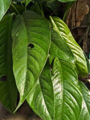 Lg. Rhaphidophora cf Versteegii Wideleaf Plant