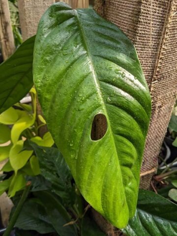 Alternative view of Lg. Rhaphidophora cf Versteegii Wideleaf Plant