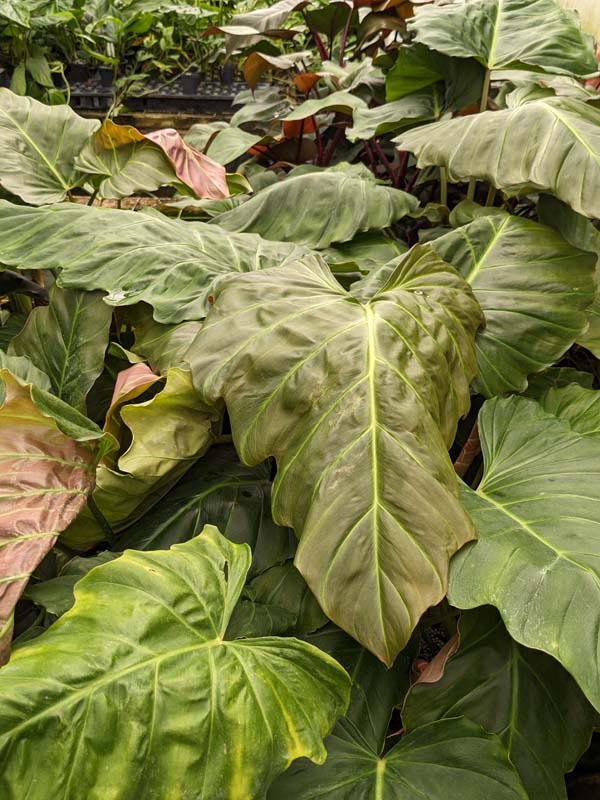 Lg. Philodendron Corsinianum Giant Plant - Image 4