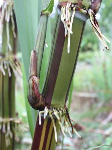 Lg. Very Limited Akoki Striped Hawaiian Sugarcane Plant
