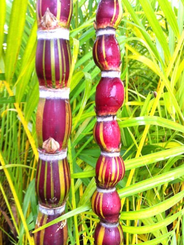 Lg. Rarest of Rare Hilo Buddha Hawaiian Sugarcane Plant