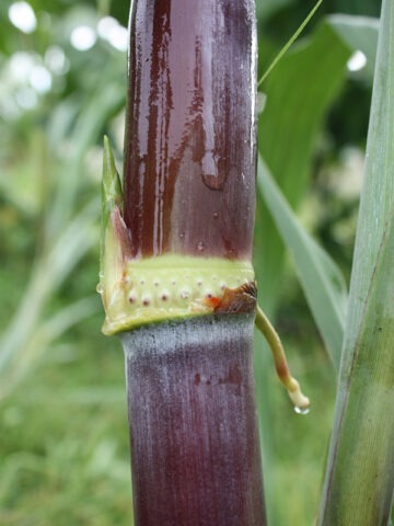 Lg. High Yield Sweet Louisiana Commercial Sugarcane Plant