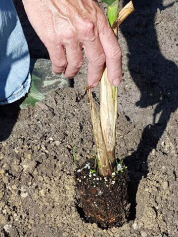 Lg. Florida Sweet Pinkie Sugarcane Plant (saccharum officinarum) - Image 3