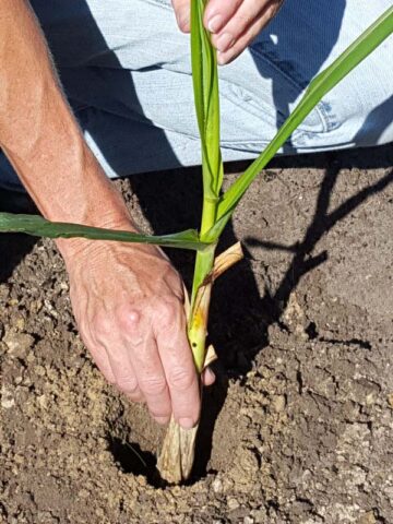Lg. Florida Sweet Pinkie Sugarcane Plant (saccharum officinarum) - Image 4