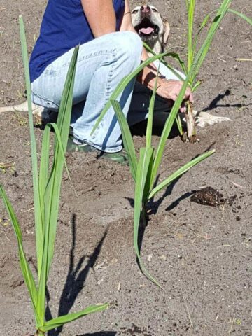 Lg. Florida Sweet Pinkie Sugarcane Plant (saccharum officinarum) - Image 6