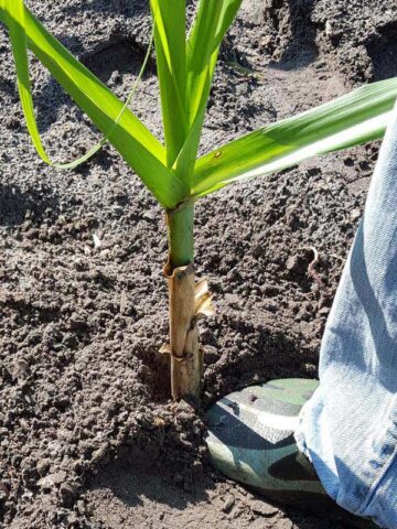Lg. Florida Sweet Pinkie Sugarcane Plant (saccharum officinarum) - Image 5