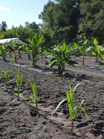 Lg. Florida Sweet Pinkie Sugarcane Plant (saccharum officinarum) - Image 7
