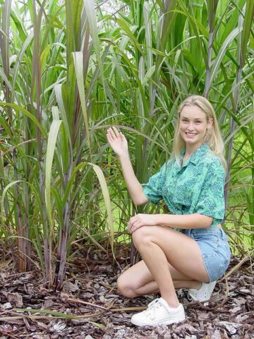 Lg. Florida Sweet Pinkie Sugarcane Plant (saccharum officinarum) - Image 8