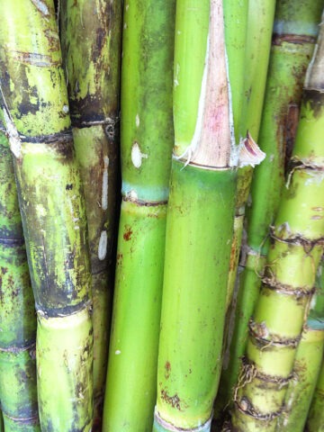 Lg. High Yield Sweet Florida Green Sugarcane Plant