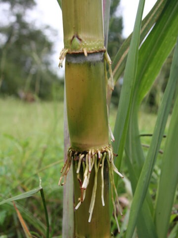 Alternative view of Lg. High Yield Sweet Florida Green Sugarcane Plant