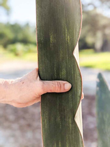 Alternative view of XL Gorgeous Kiboko African Super Clone, Largest Known Snake Plant (sansevieria)