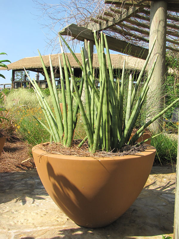 Lg. Captivating Cylindrica Snake Plant (sansevieria) - Image 2