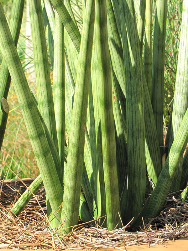 Lg. Captivating Cylindrica Snake Plant (sansevieria)