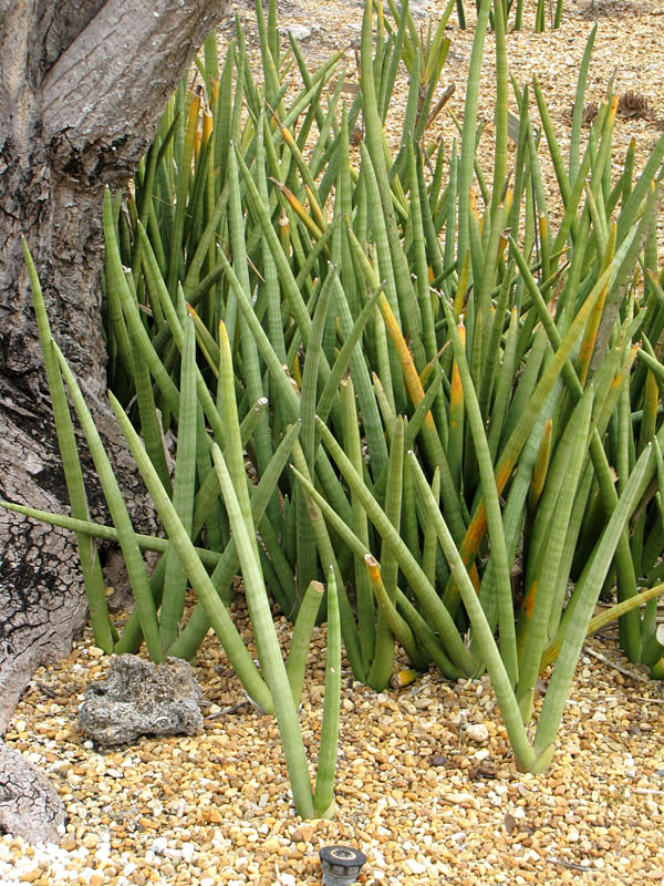 Lg. Captivating Cylindrica Snake Plant (sansevieria) - Image 3