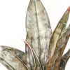 Popular Kirkii Pulchra Coppertone Snake Plant (sansevieria kirkii)