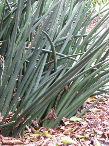 Alternative view of Lg. Narrow Leaf Schweinfurthii Snake Plant (sansevieria)