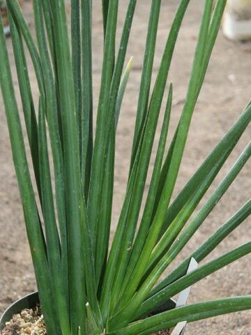 Lg. Narrow Leaf Schweinfurthii Snake Plant (sansevieria)