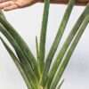 XL Rare Single Plane Growth New Zealand Fan Snake Plant (sansevieria)