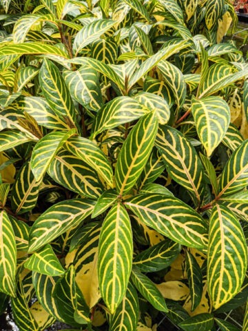 Lg. Colorful Tropical Shrub (sanchezia nobilis)