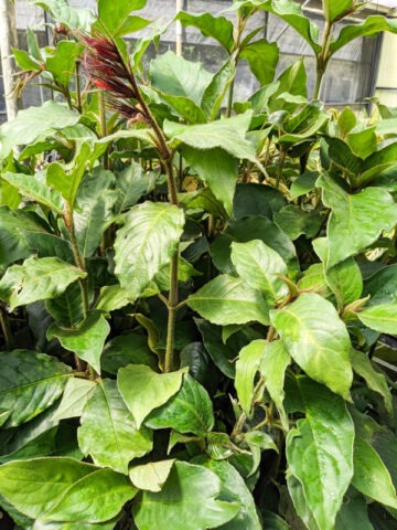 Alternative view of Lg. Tail Feathers Sanchezia Plant (sanchezia sanmartinensis)