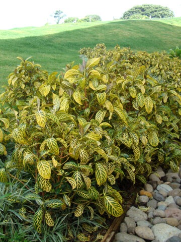 Lg. Gorgeous Giant Tropical Shrub (sanchezia speciosa)