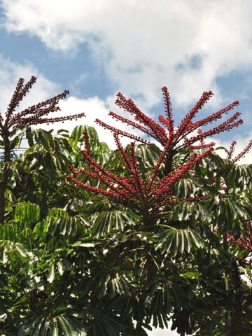 Alternative view of Lg. Tropical Umbrella Tree (schefflera actinophylla)