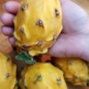 GIANT Sweet Yellow Hybrid Dragon Fruit Cactus (selenicereus megalanthus)