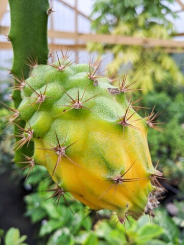 Alternative view of GIANT Sweet Yellow Hybrid Dragon Fruit Cactus (selenicereus megalanthus)