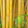 XL Sacred Bali Bamboo (schizostachyum brachycladum clumping)