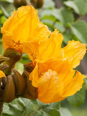 Lg. African Gold Tulip Tree (spathodea campanulata)