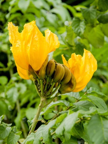 Lg. African Gold Tulip Tree (spathodea campanulata) - Image 5